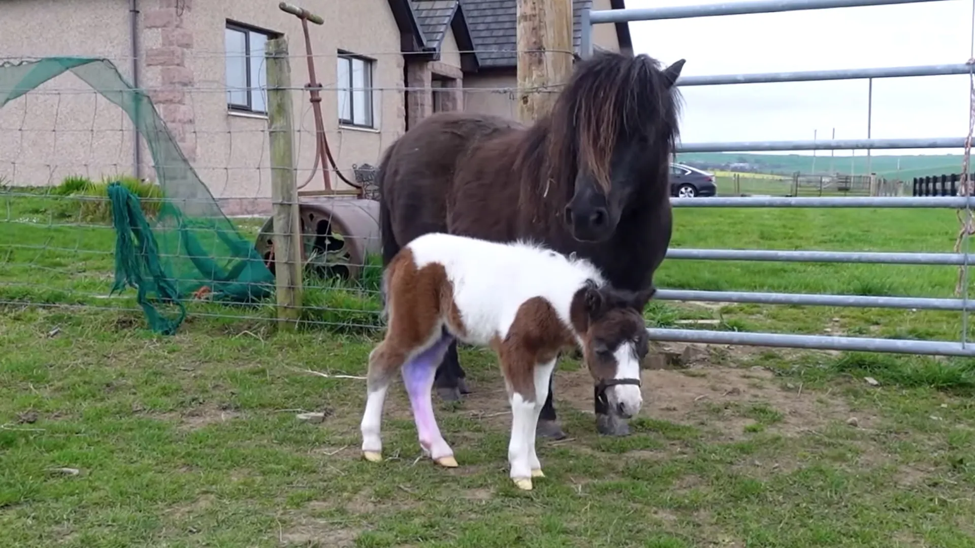 Shetlandpony (afbeelding ter illustratie)