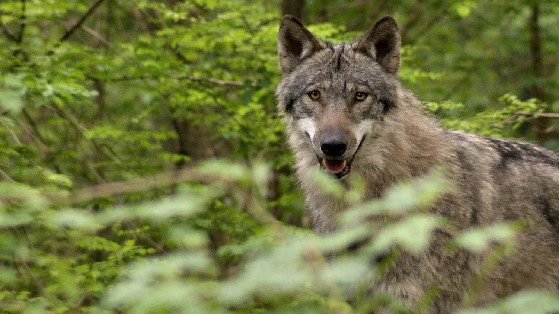 Wolf Wolf in Duitsland
