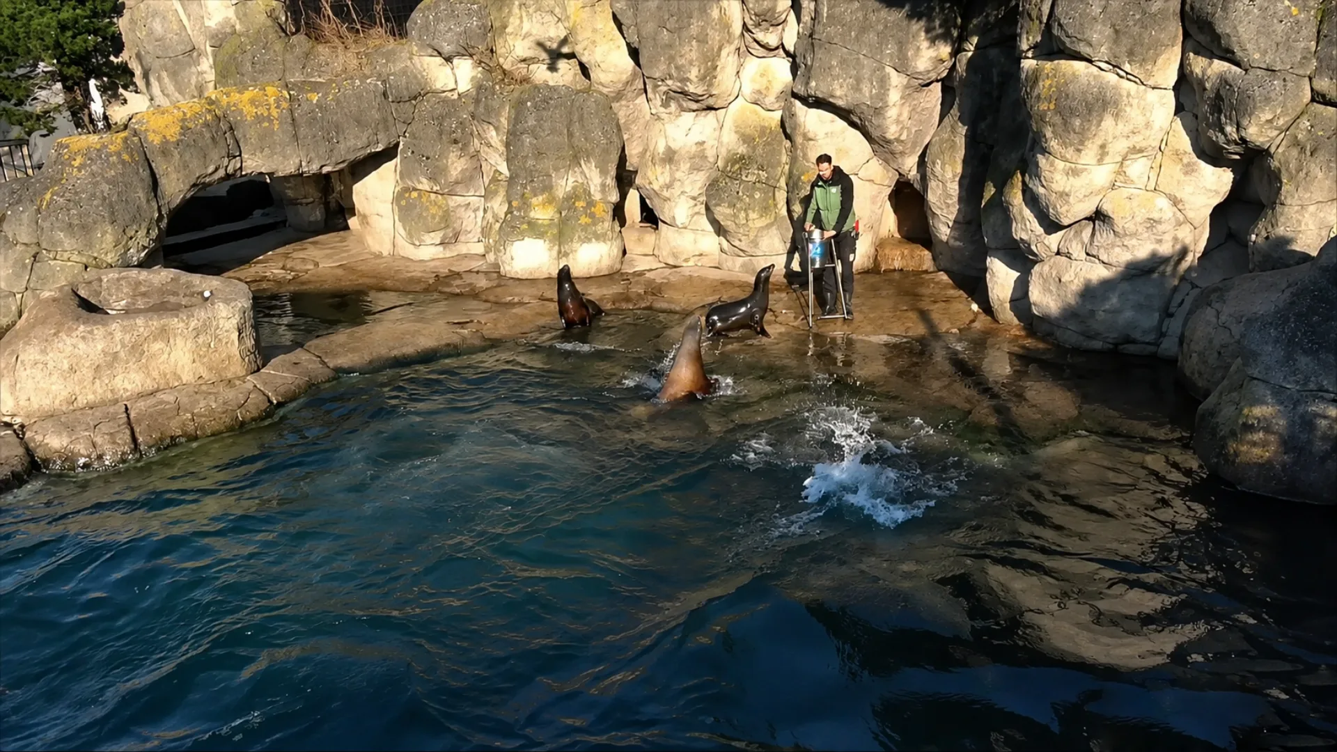 De jongens klommen in het zeeleeuwenverblijf in Diergaarde Blijdorp De jongens klommen in het zeeleeuwenverblijf in Diergaarde Blijdorp